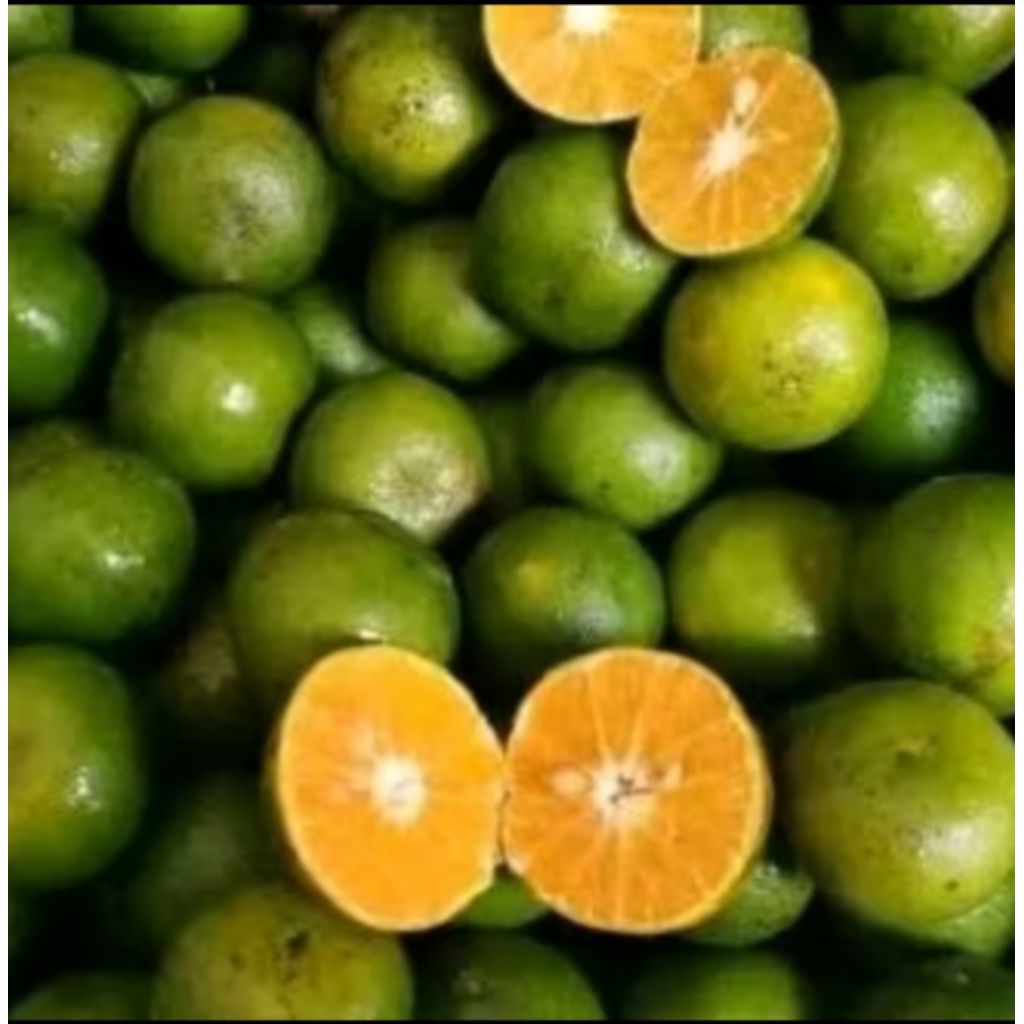 

Jeruk Peras 500 gram