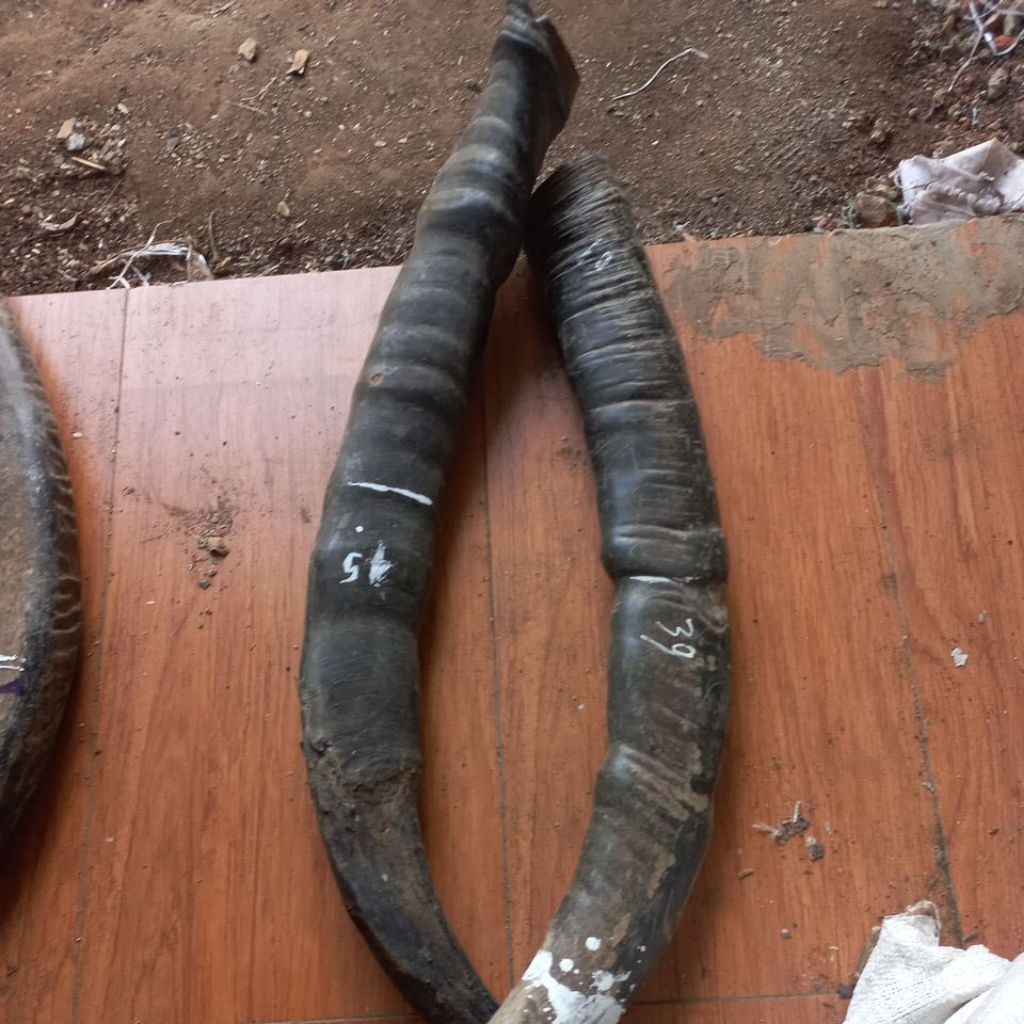 tanduk kerbau padat 36 cm up