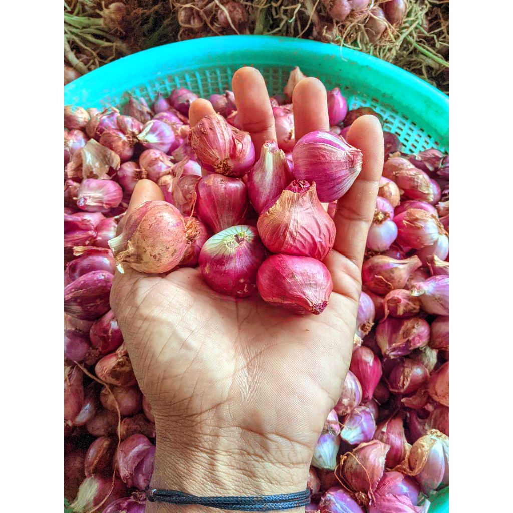 

bawang merah