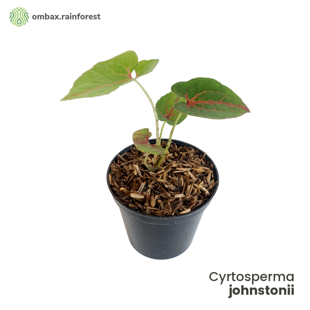 Cyrtosperma johnstonii – Tanaman Tropis Eksotis / aroid