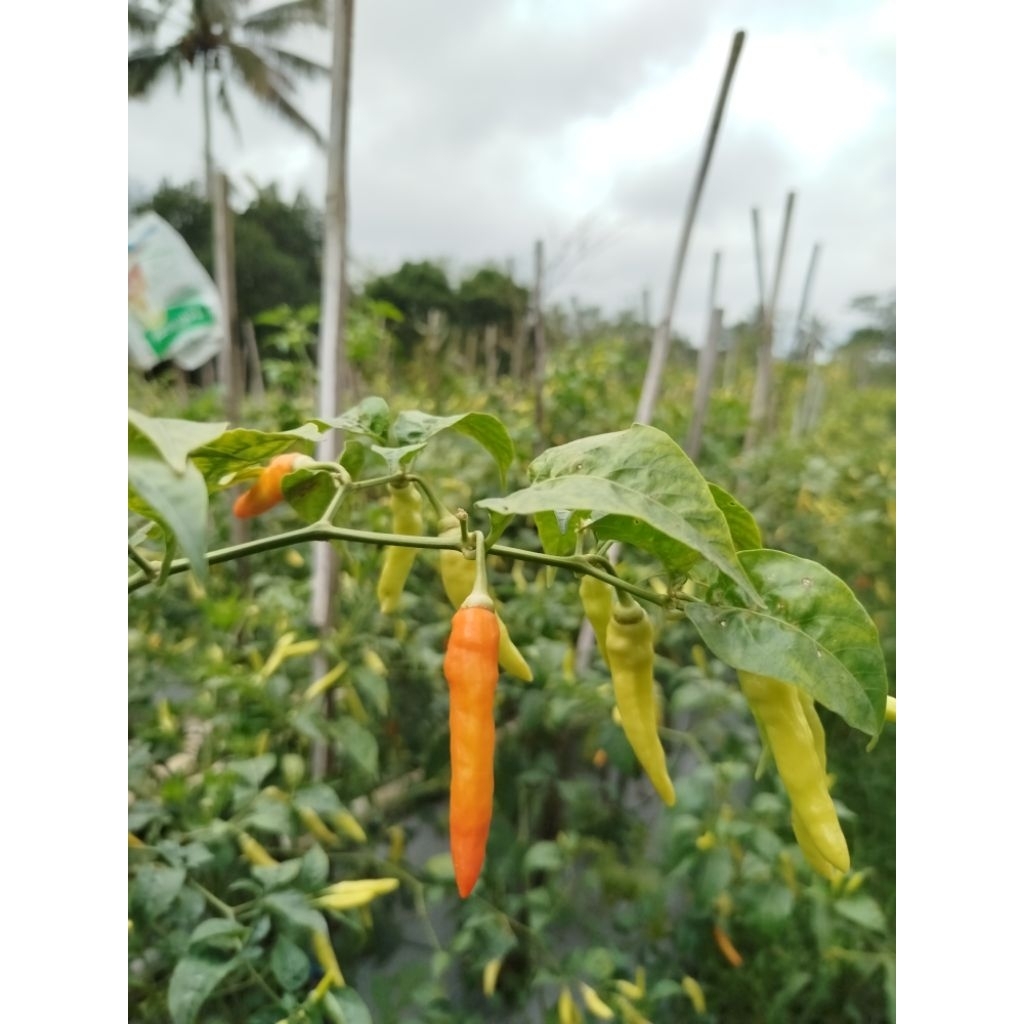 

CABE SETAN LOMBOK GALAK RAWIT MERAH