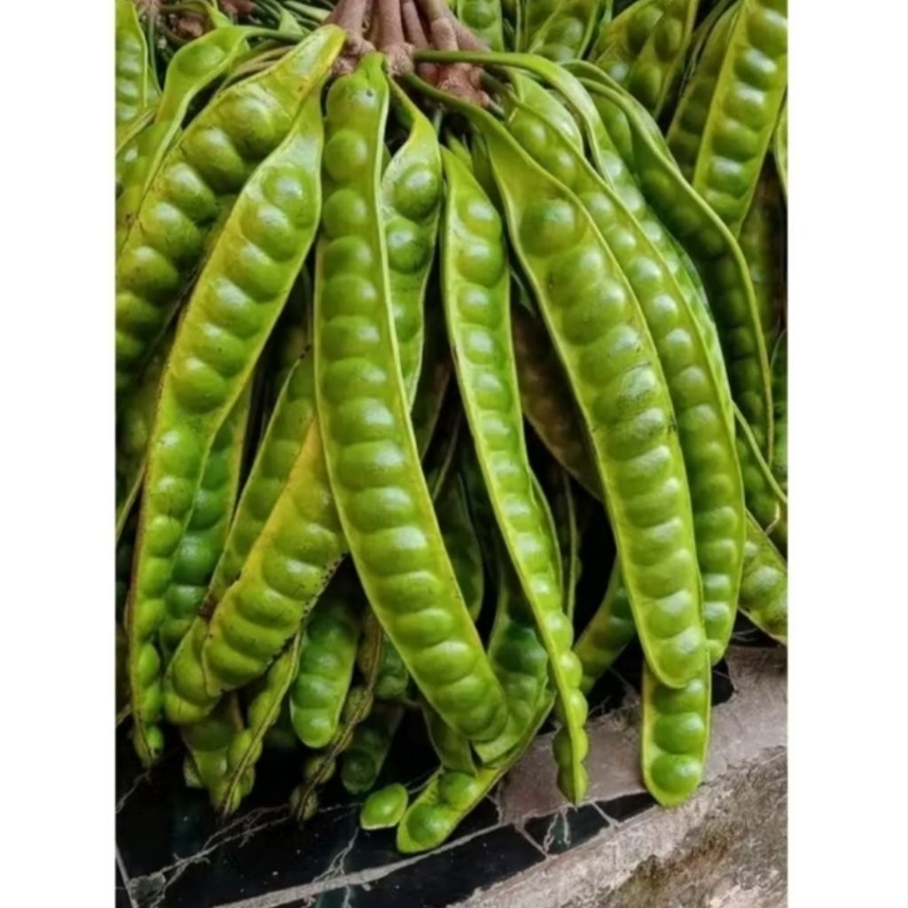 

Pete/Petai Per 1 Papan Lonjor Tua Super Fresh Segar