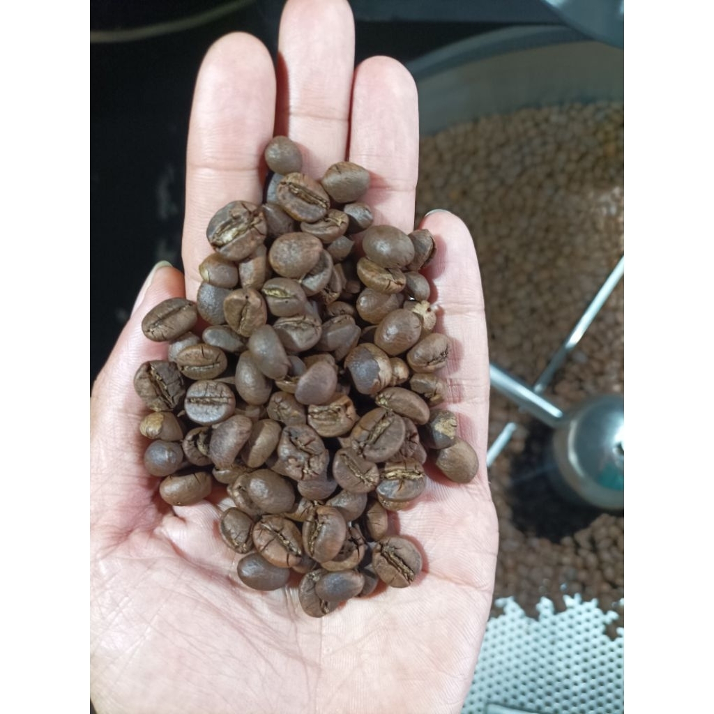 

Robusta