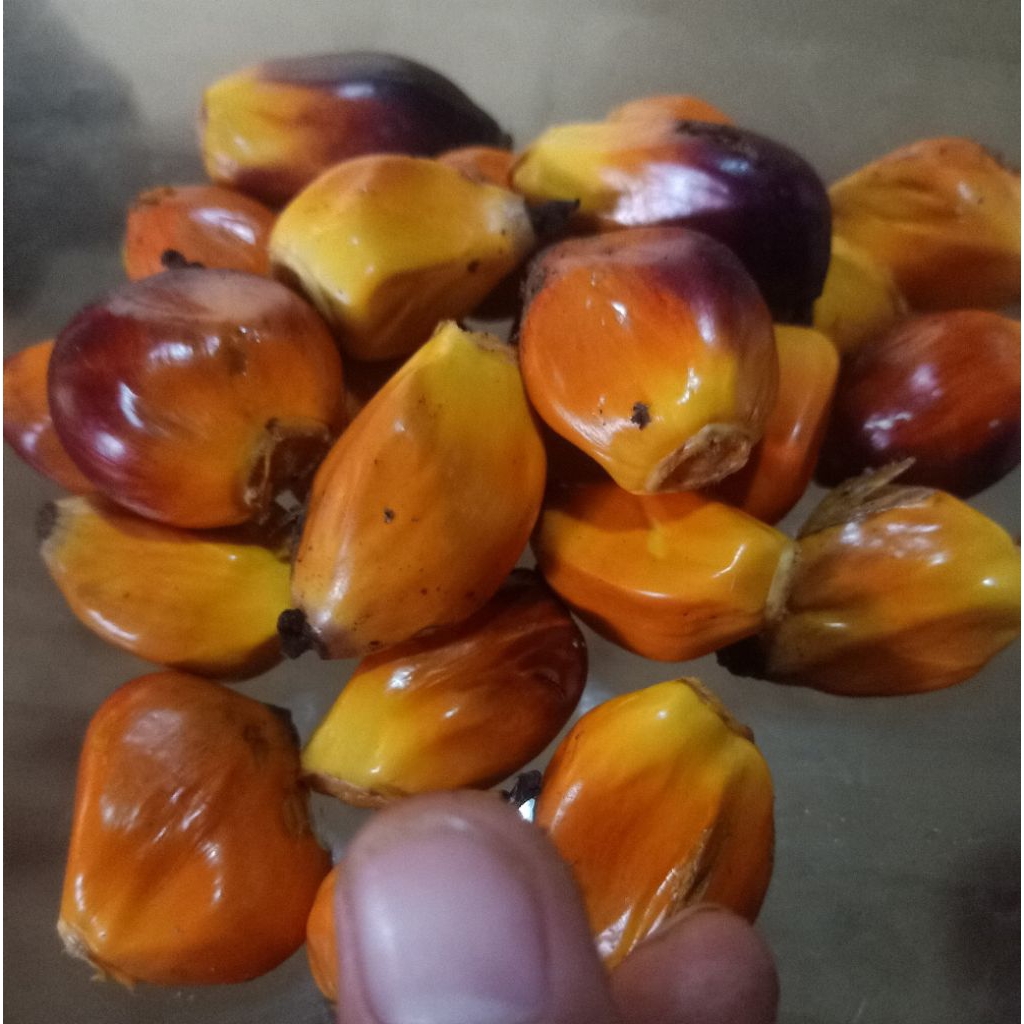 

1 kg buah sawit umpan pancing yg paling gacoooor