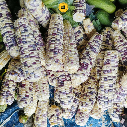 

JAGUNG KETAN 1 KG