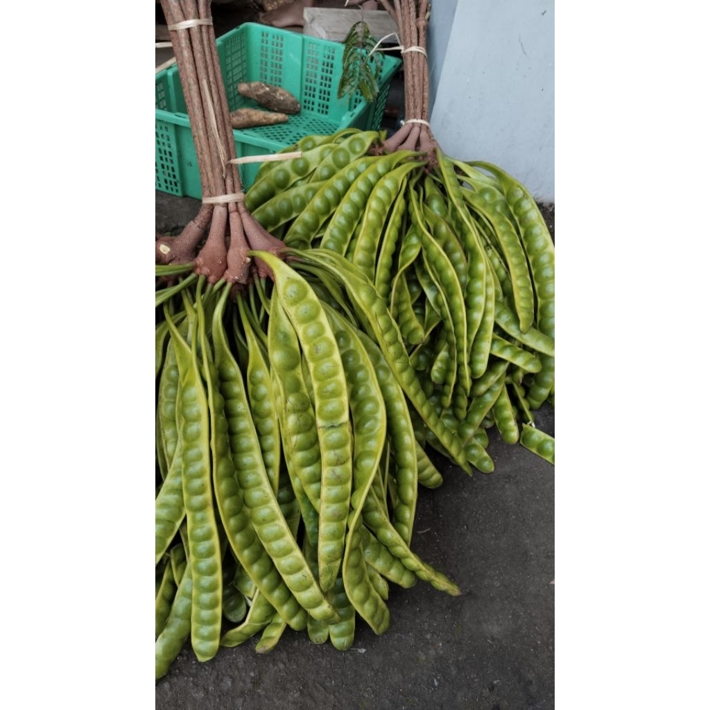 

petai pete sedang 13 papan pete tua bagus