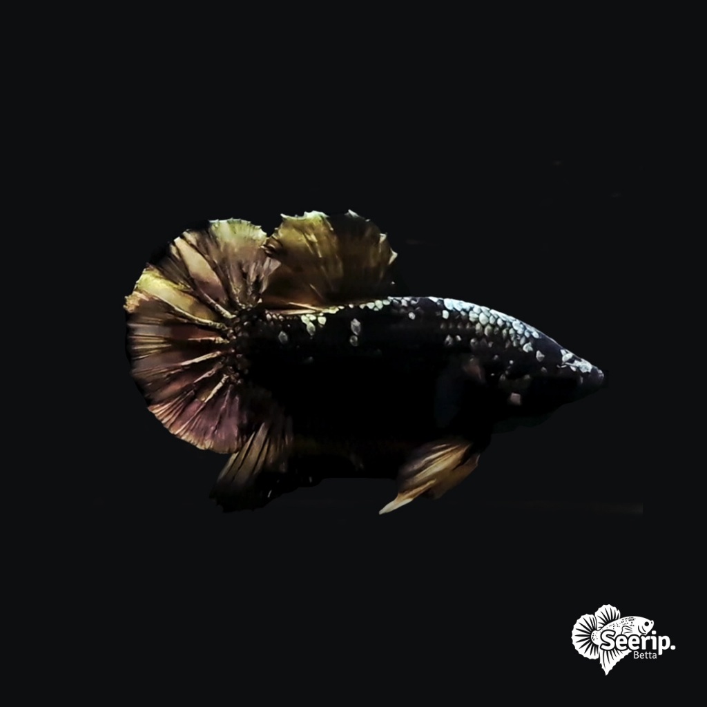 Plakat Avatar Copper Gold | Seerip Betta