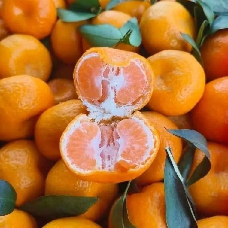 

JERUK SANTANG DAUN MANIS SEGER 1kg