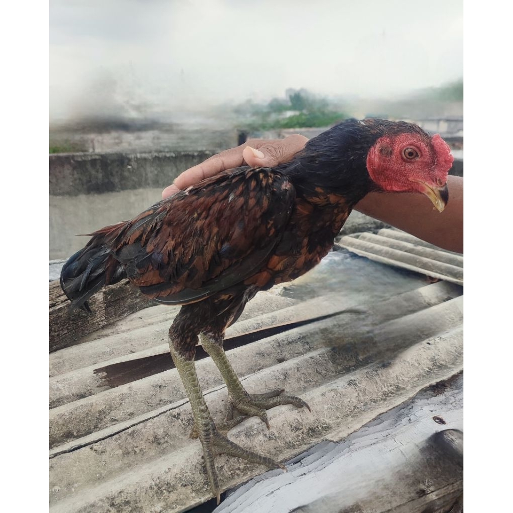 Ayam Kampung Hidup / Potong (Instant / Sameday)