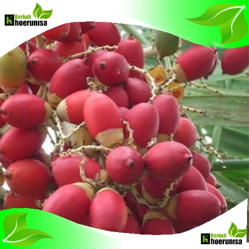 

Buah pinang merah per biji untuk obat herbal