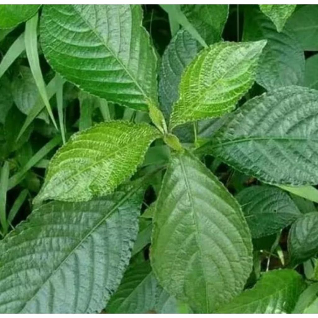 

daun kaca beling atau daun pecah beling isi 50 lembar di petik saat ada orderan masuk