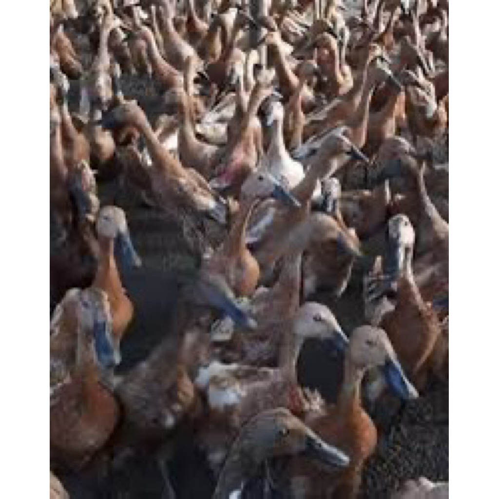 

TELUR FERTIL BEBEK MOJOSARI UNTUK DITETASKAN