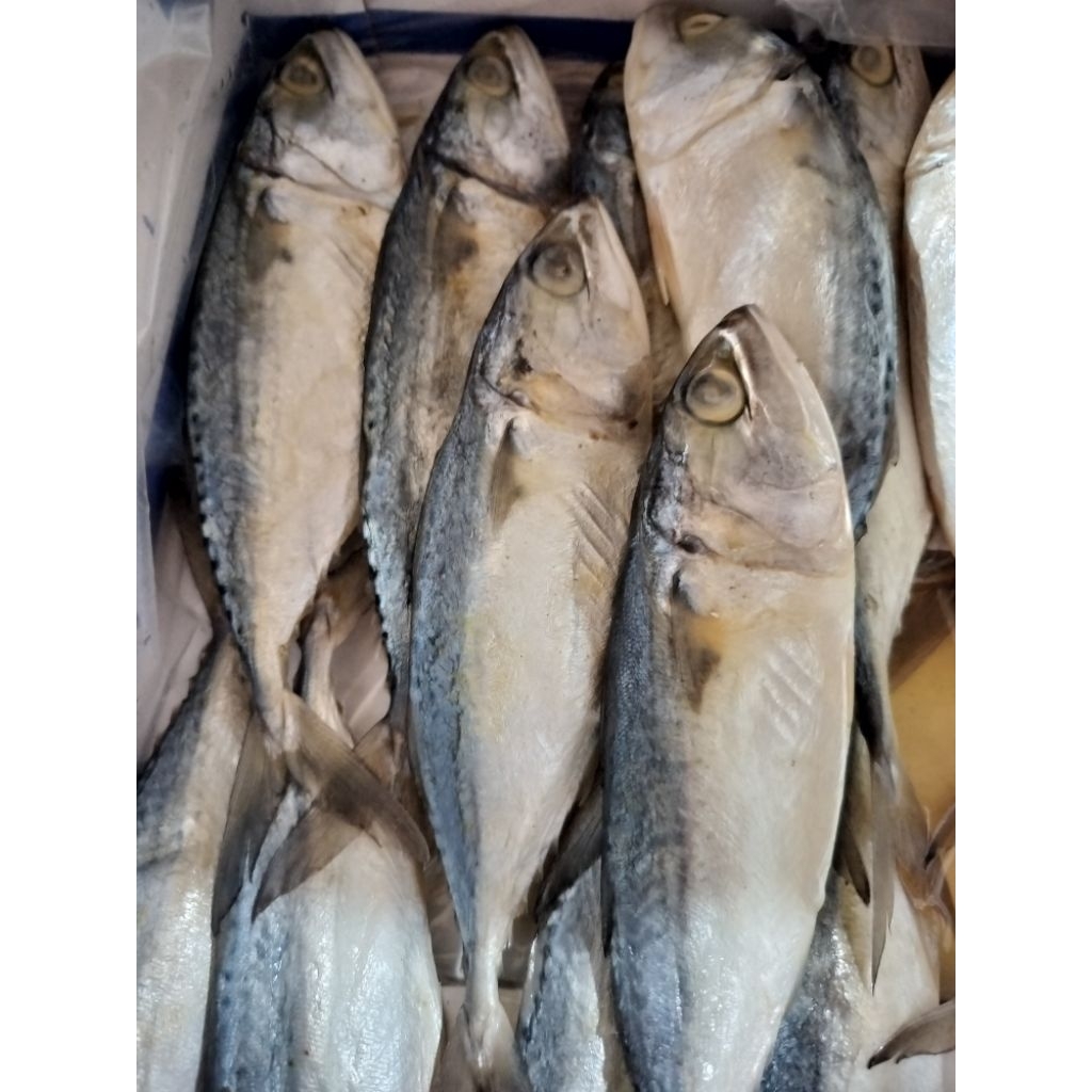 

IKAN ASIN PEDA PUTIH ♛ Pedo Tegal kualitas premium