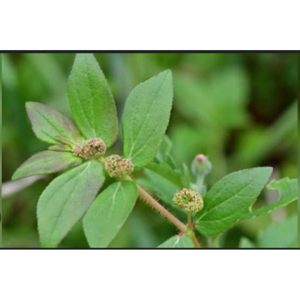 

Daun patikan kebo segar dan fres kemasan 100grm