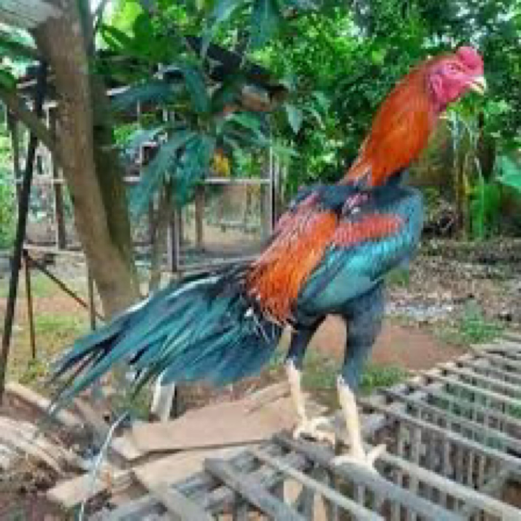 

TELUR FERTIL AYAM BANGKOK KLASIK UNTUK DITETASKAN