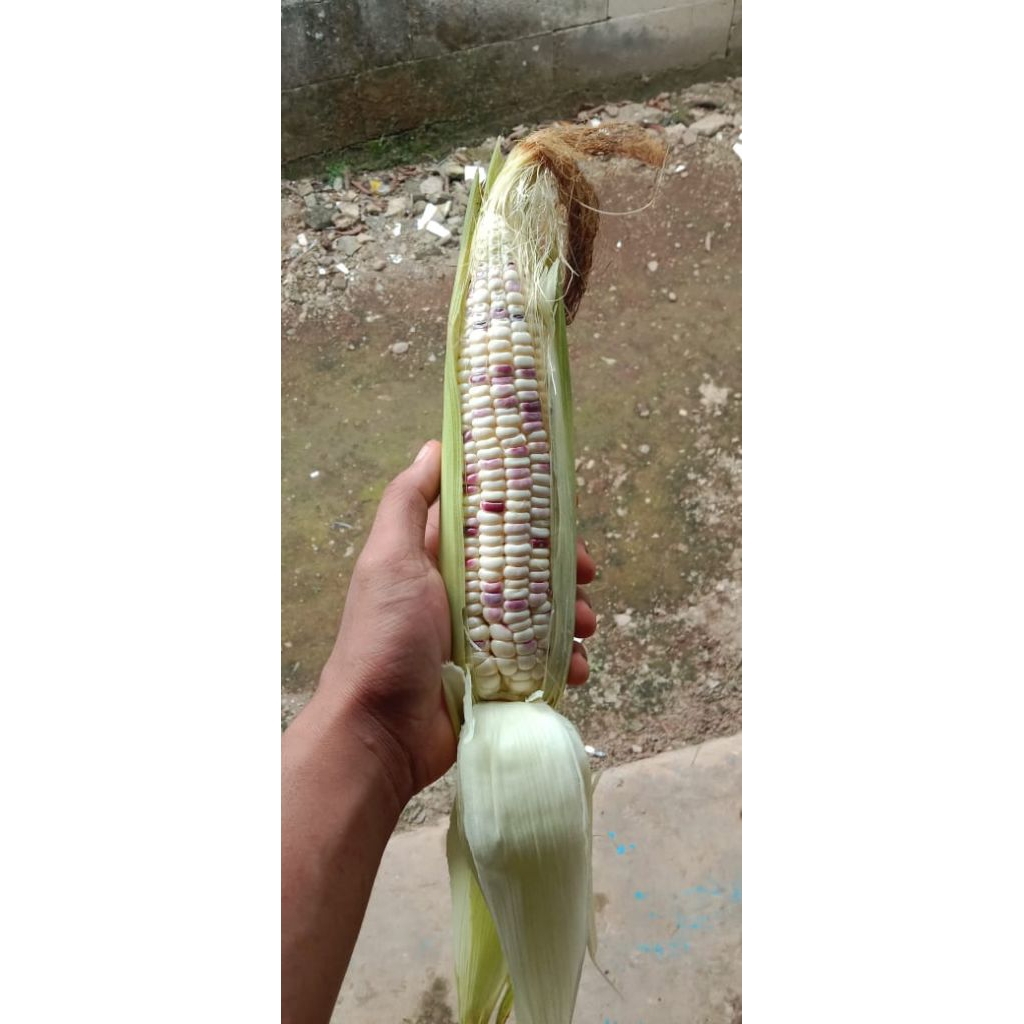 

jagung ketan batik. kaya manfaat