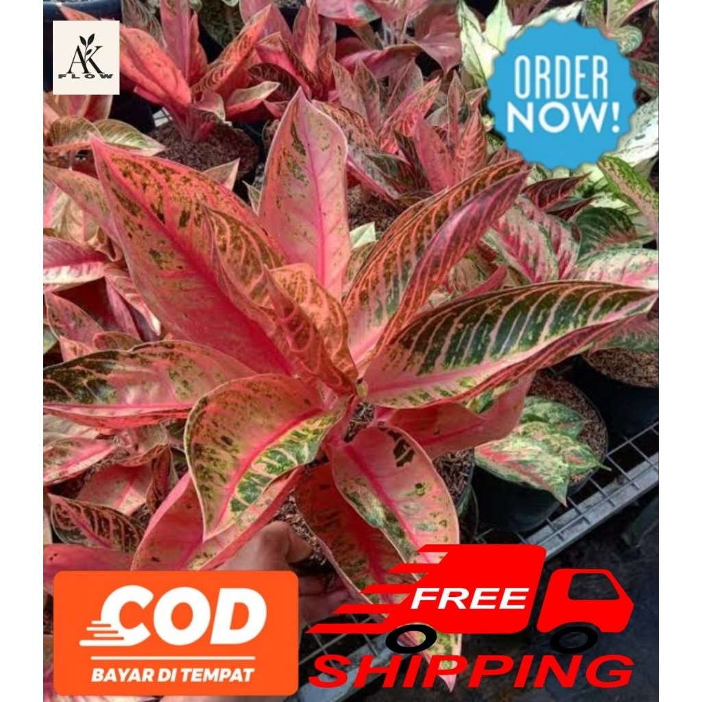 bibit anakan aglonema redsum mutasi