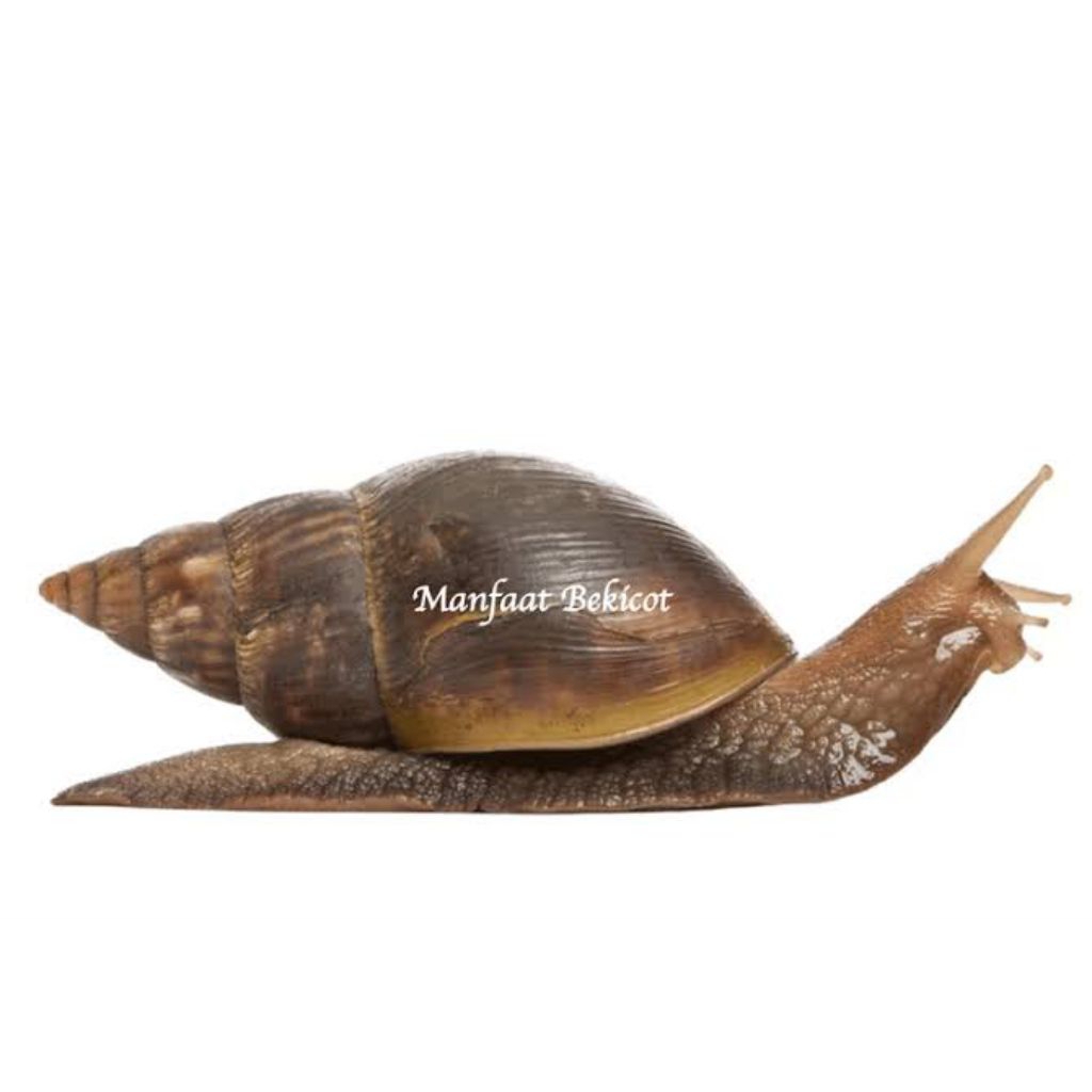 

Bekicot siput keong Ayam kampung