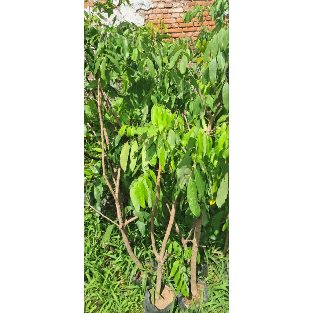 Bibit kelengkeng new kristal hasil cangkok