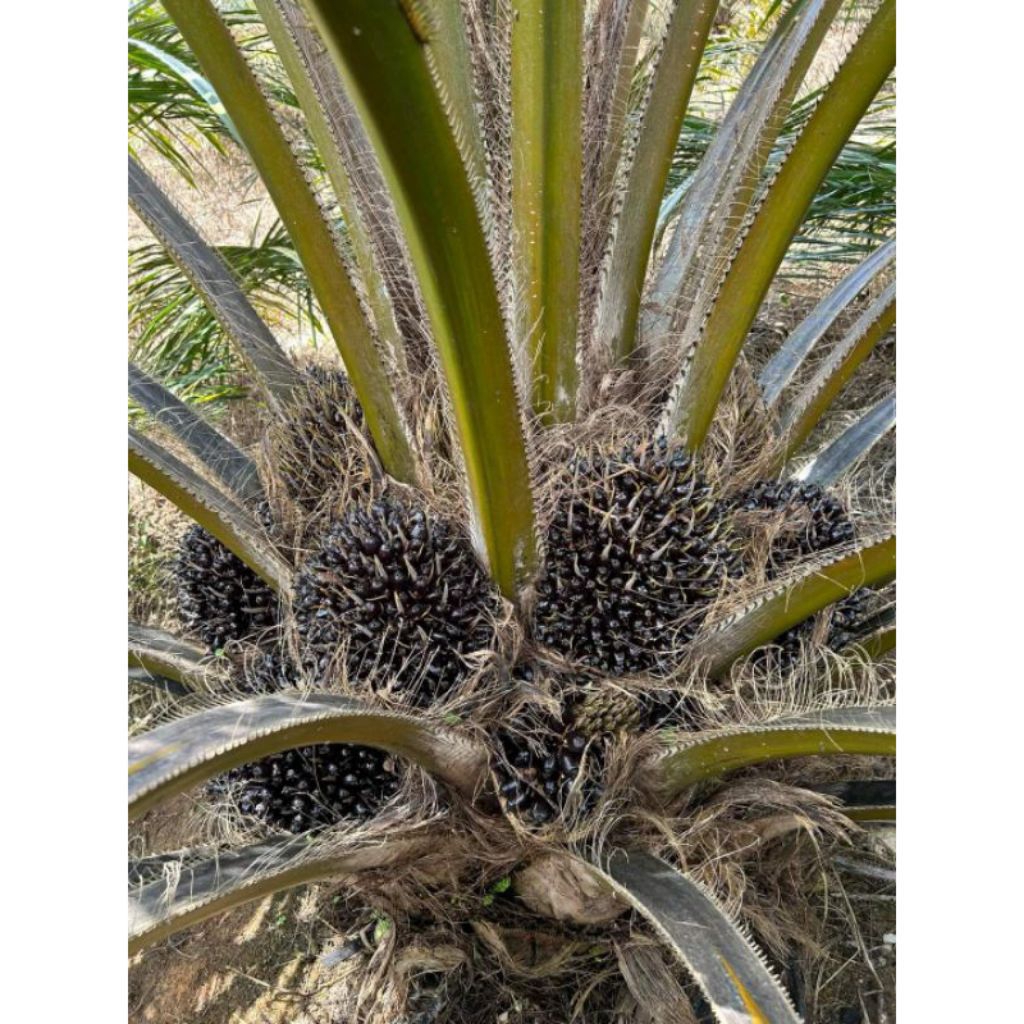 bibit kecambah sawit ppks 540 original bersertifikat isi 250