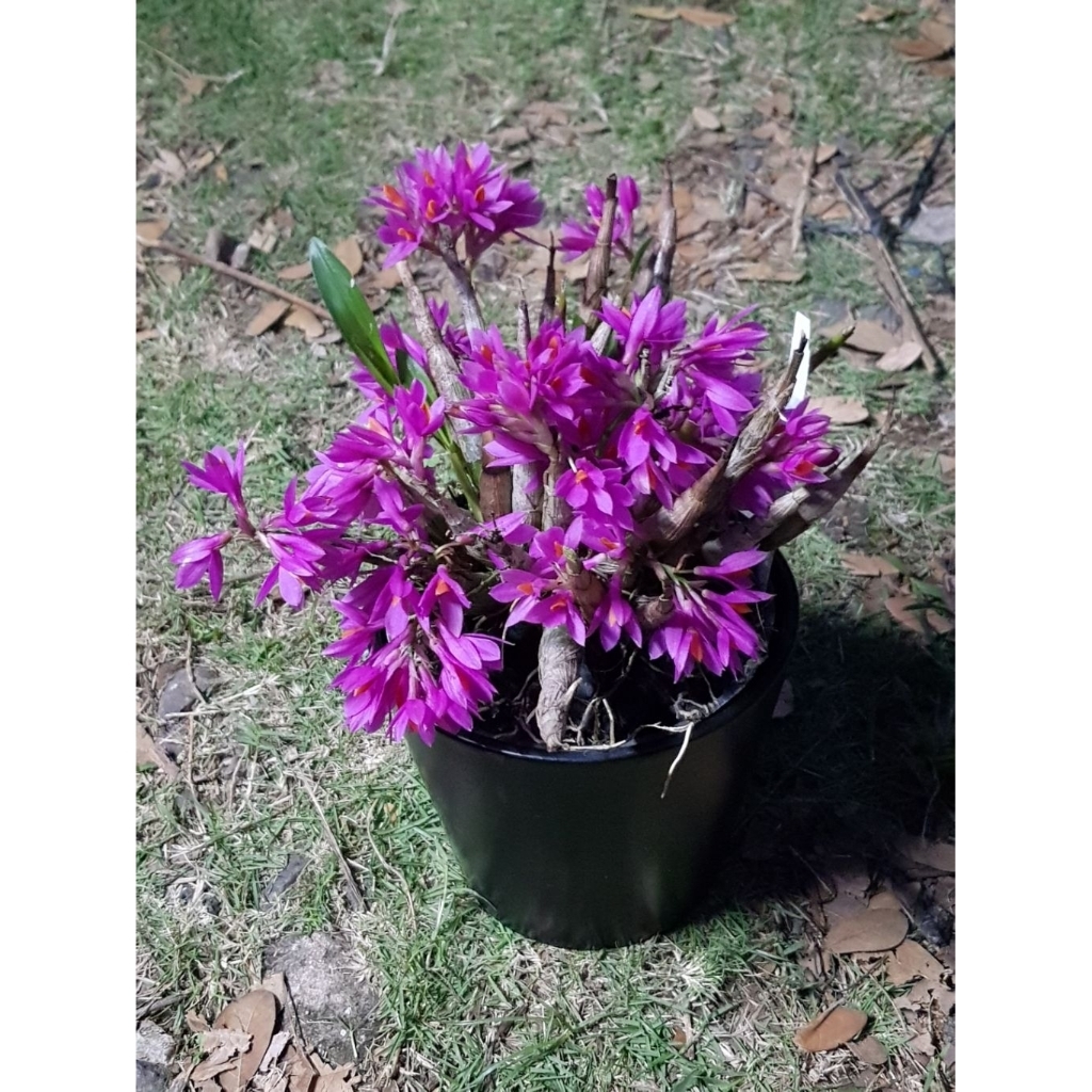 Anggrek Dendrobium Hibiki (Hybrid)