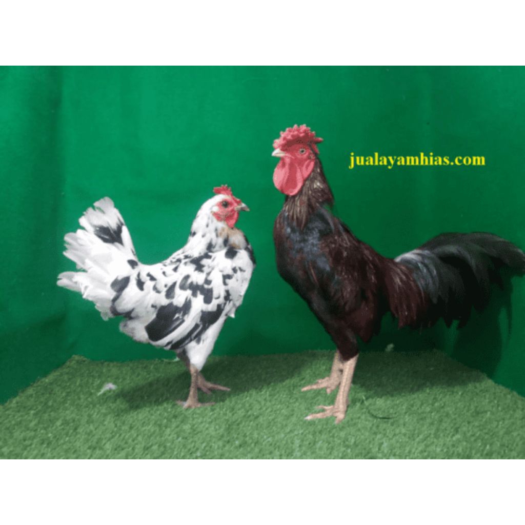 

TELUR FERTIL AYAM KETAWA SIAP DI TETASKAN