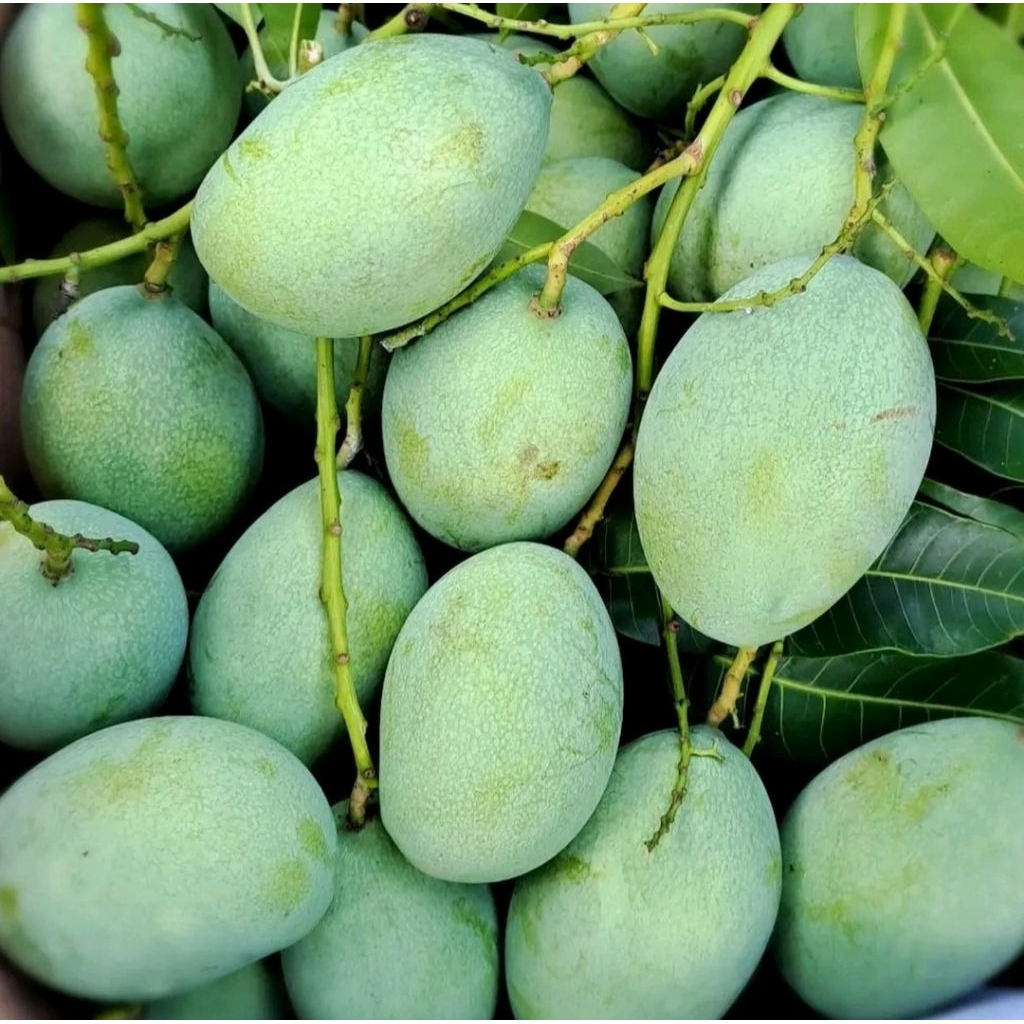 

Mangga Rujak | Mangga Muda 2kg