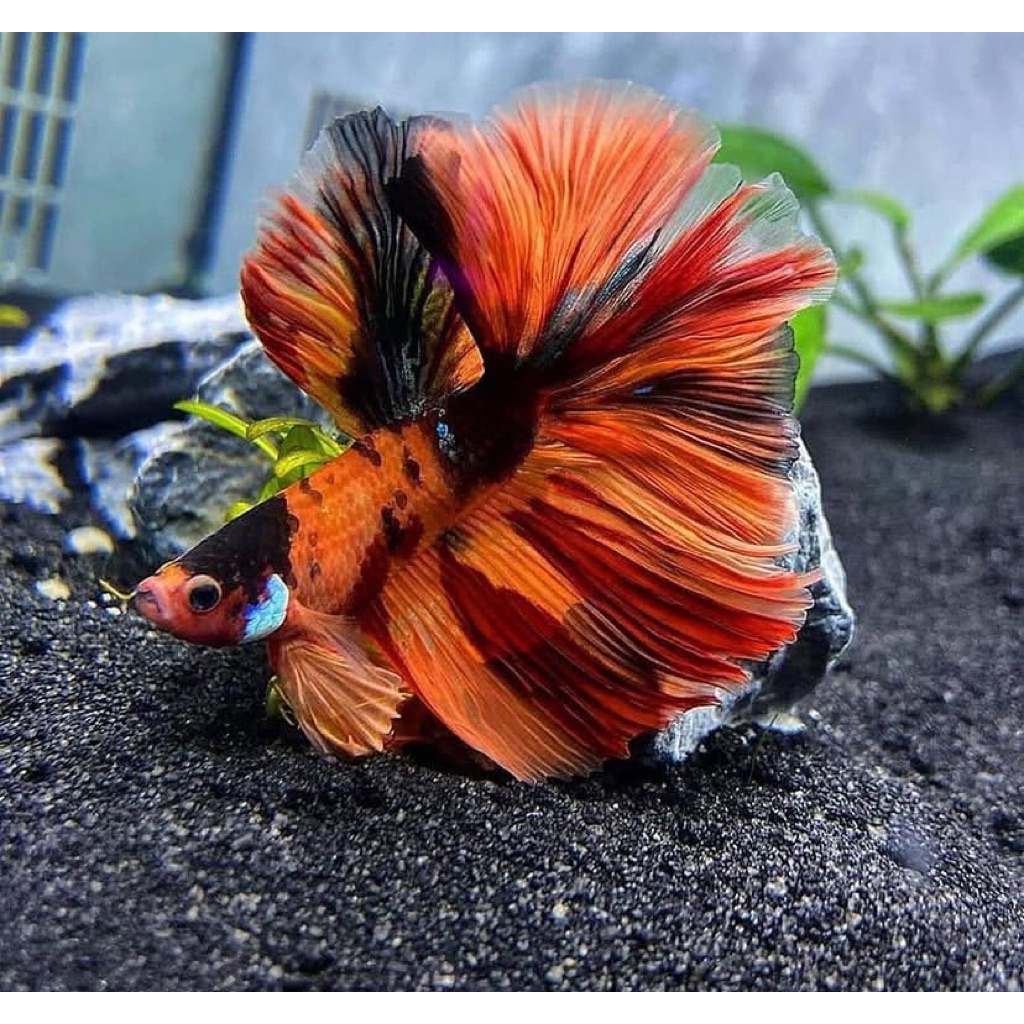 cupang halfmoon nemo warna paling bagus, ekor lebar terjamin galak, kualitas terjamin