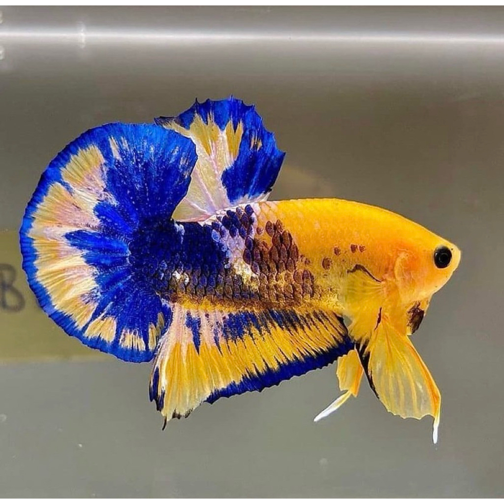 cupang yellow galaxy top grade