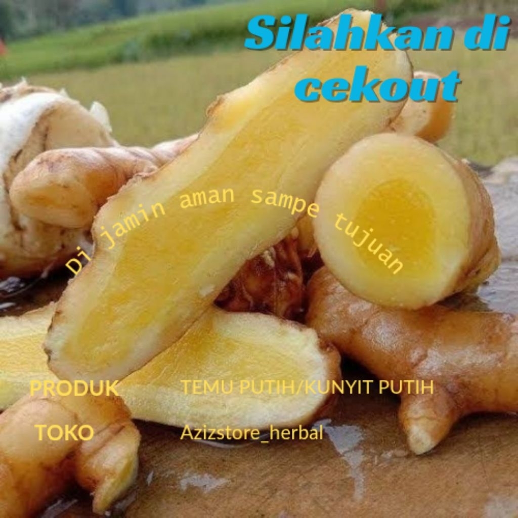 

obat herbal temu mangga segar petik langsung 1 kg