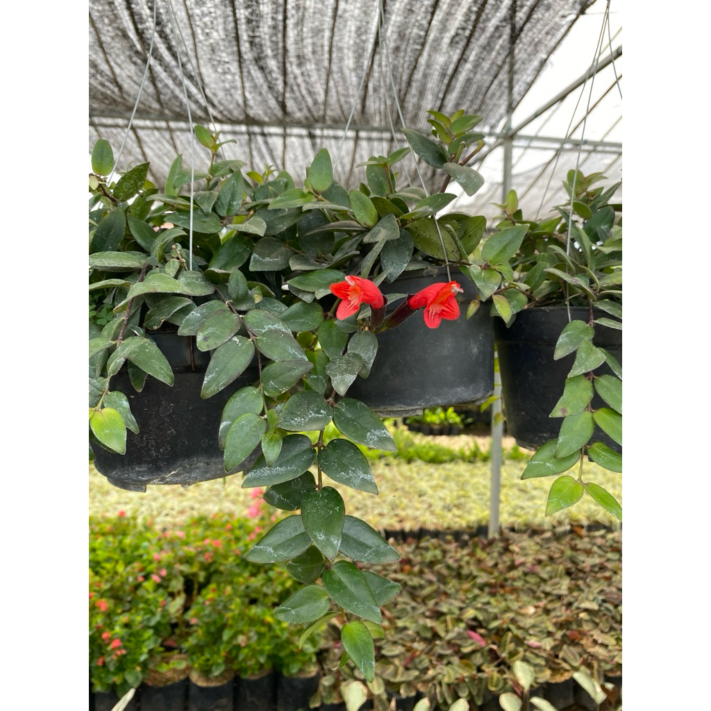 tanaman lipstik merah gantung - tanaman lipstik - tanaman hias