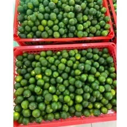 

Jeruk songkit super murah jamin fresh 1kg