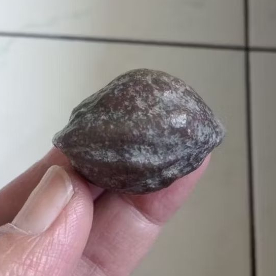 Kemiri Adu Muncang Adu Mantili Suuk Ori Urgen Tua Jatuhan