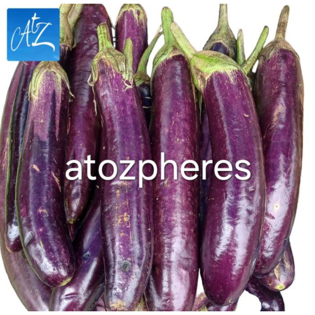 

Sayur terong ungu segar pilihan fresh eggplant 500g