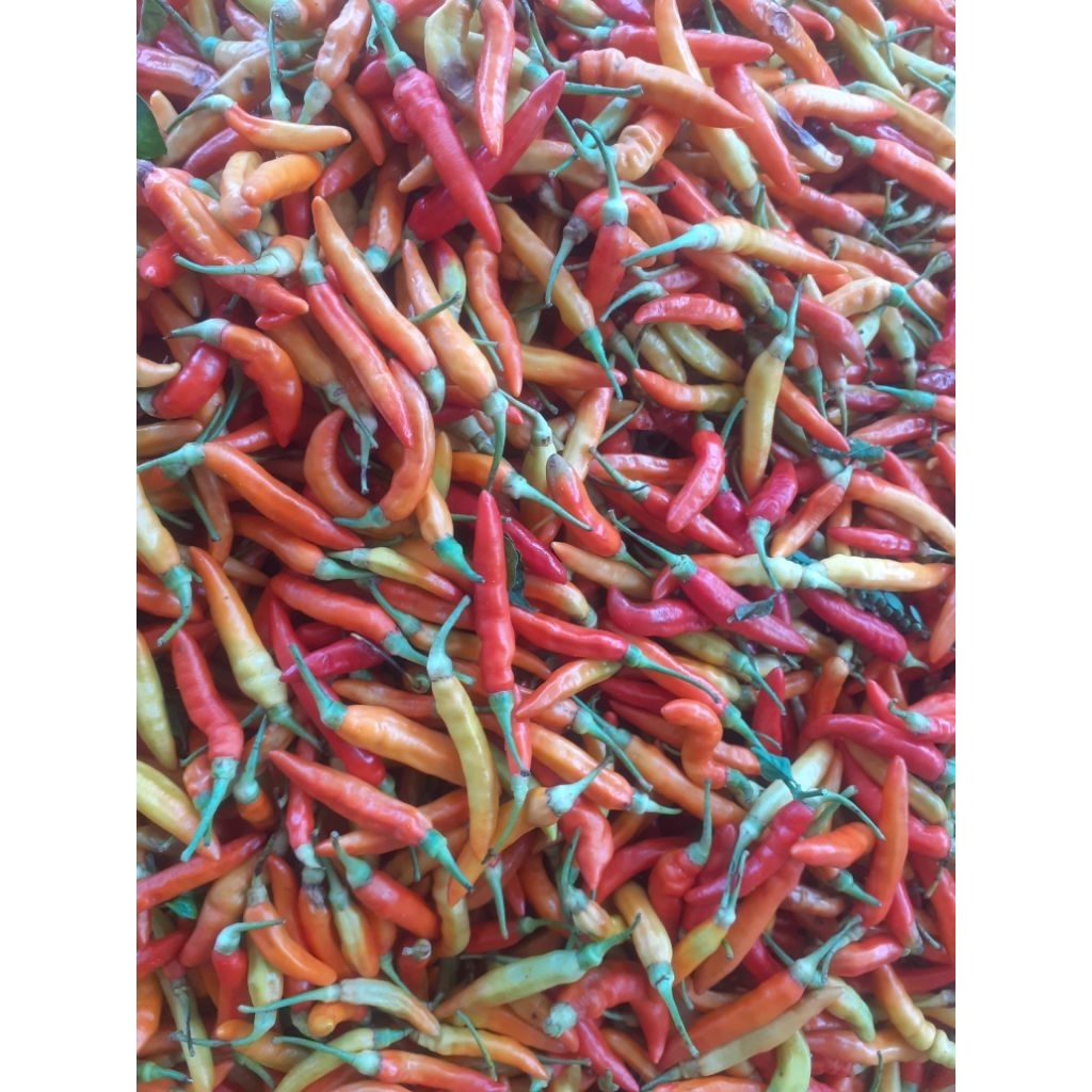 

cabe asmoro Rp10000 - Rp 39 000