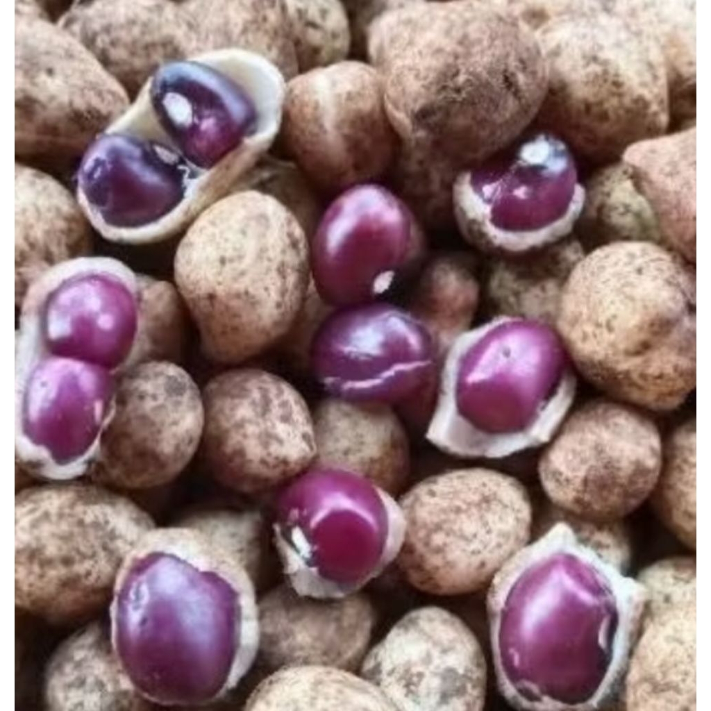 

Kacang Tanah Bogor Super Besar/Pulen 1 Kg
