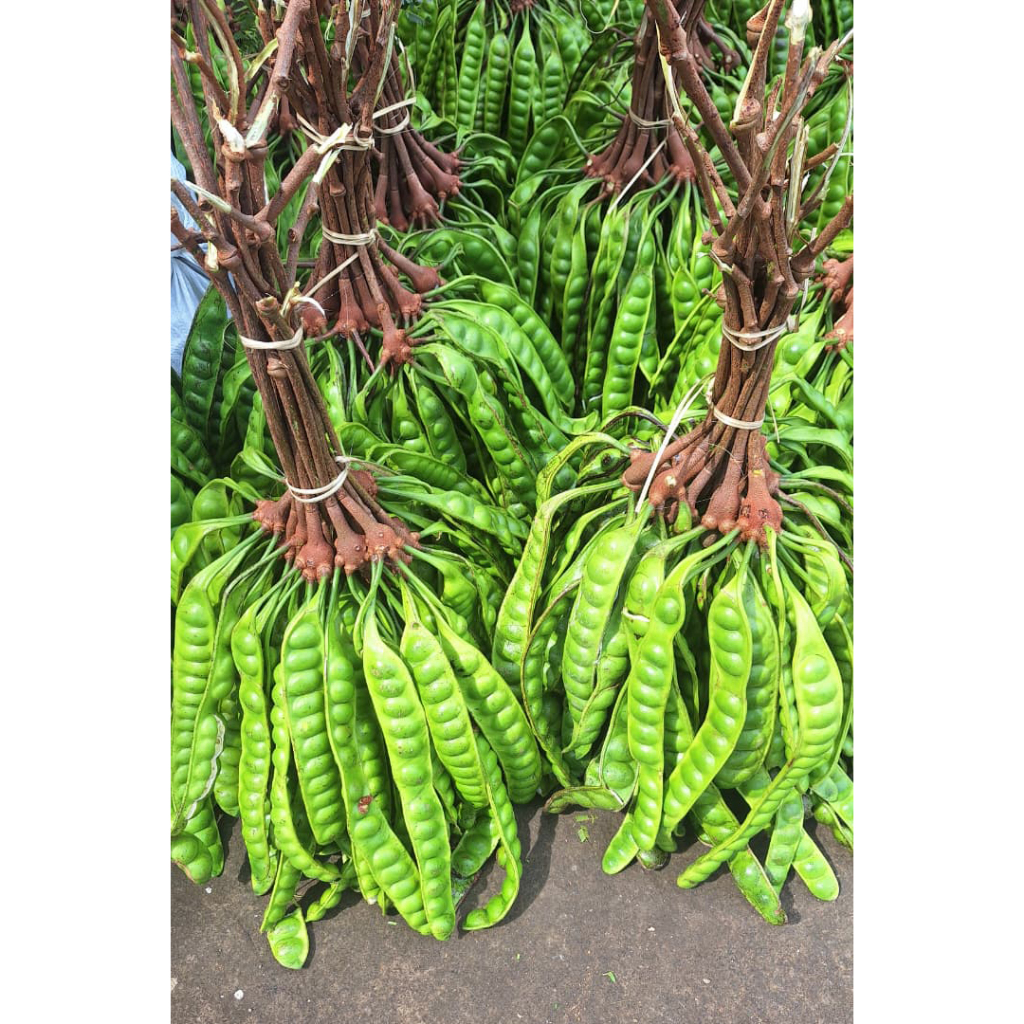 

Grosir Petai Pete Super Per Papan/Lonjor Berkualitas Tinggi langsung dari petani tangan pertama