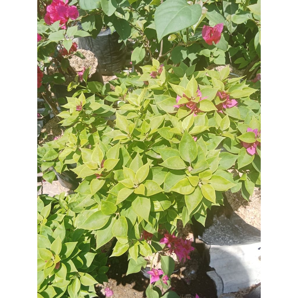 

bugenfil singapure ungu