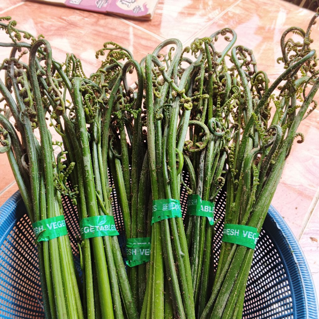 

TOKO ABDI 1 Ikat Pakis Sayur Sayur Pakis Pakis Segar Bersih