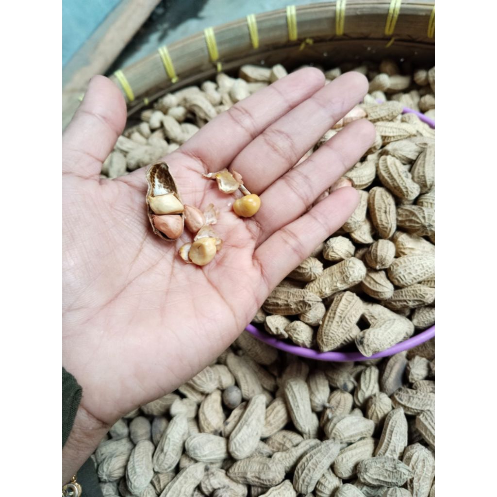 

Kacang Kulit Sangrai Asli Bendo 10 kg