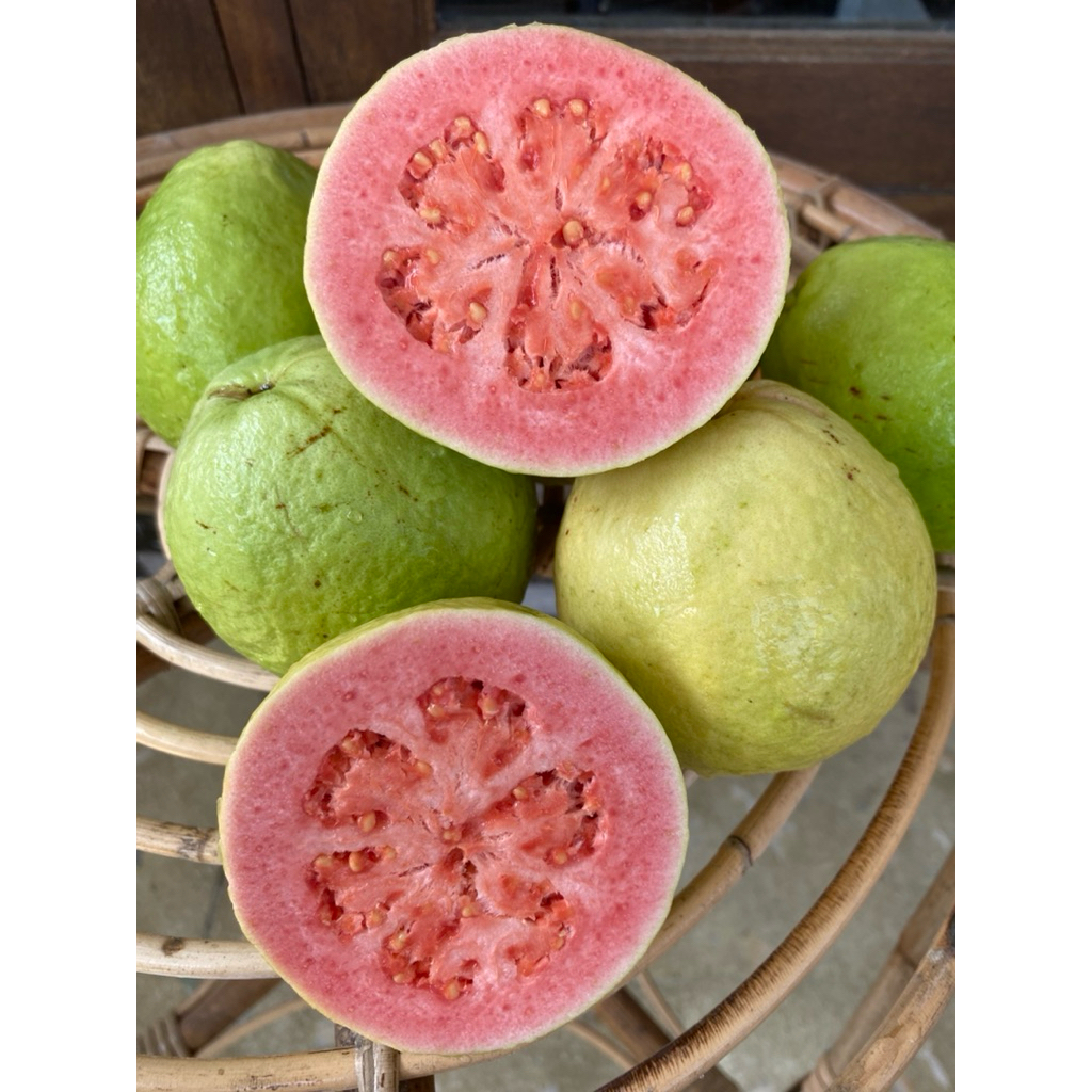 

Jambu Merah | Jambu Biji Fresh Langsung Petik Kebun | Fresh Petani