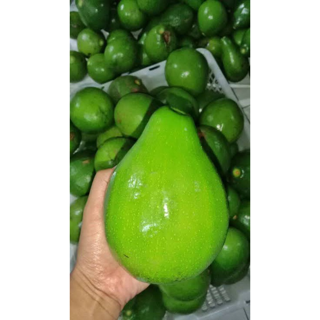 

Alpukat Mentega Wonogiri Ukuran Super 1kg isi 3/4