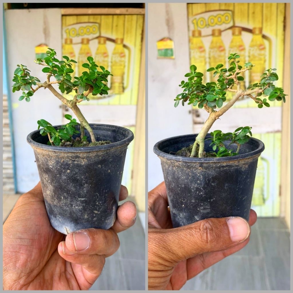 BONSAI SANCANG MINI | BONSAI SANCANG | TANAMAN SANCANG
