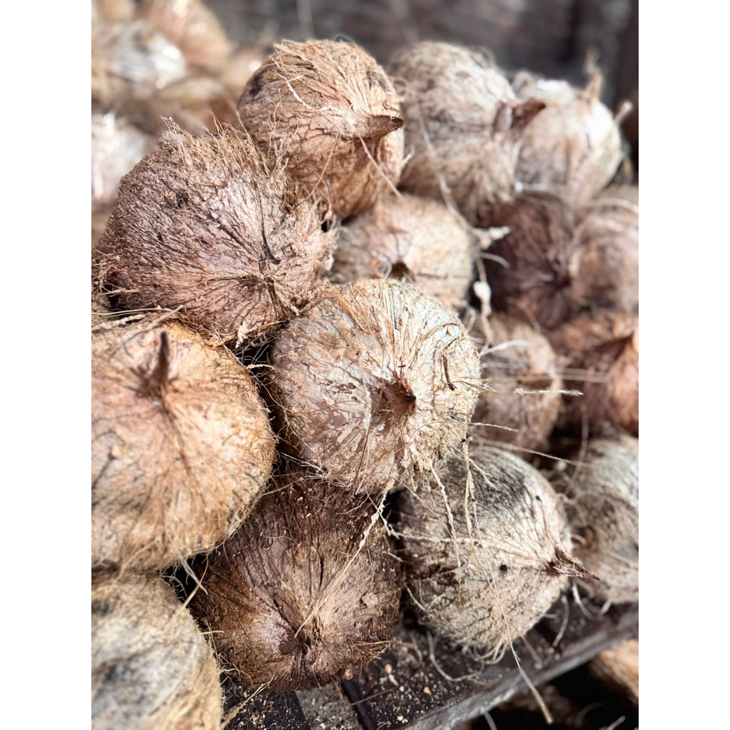 

KELAPA TUA segar ukuran 1,5 Kg