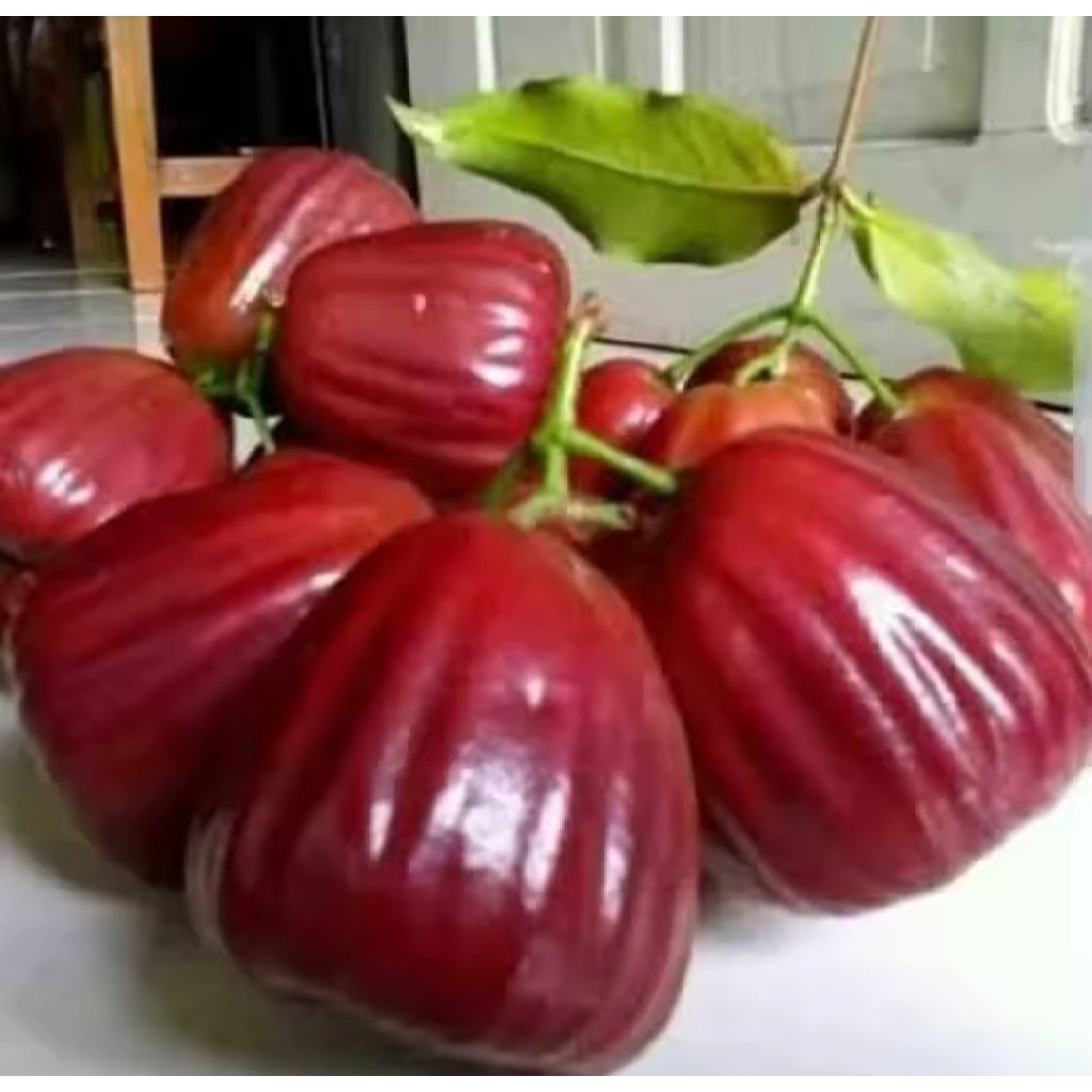 Bibit Jambu Citra Super Bibit Jambu Air Citra Okulasi