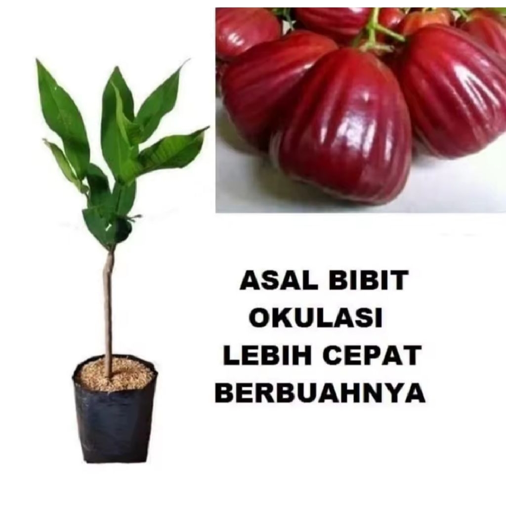 Bibit Jambu Air King Rose Jumbo