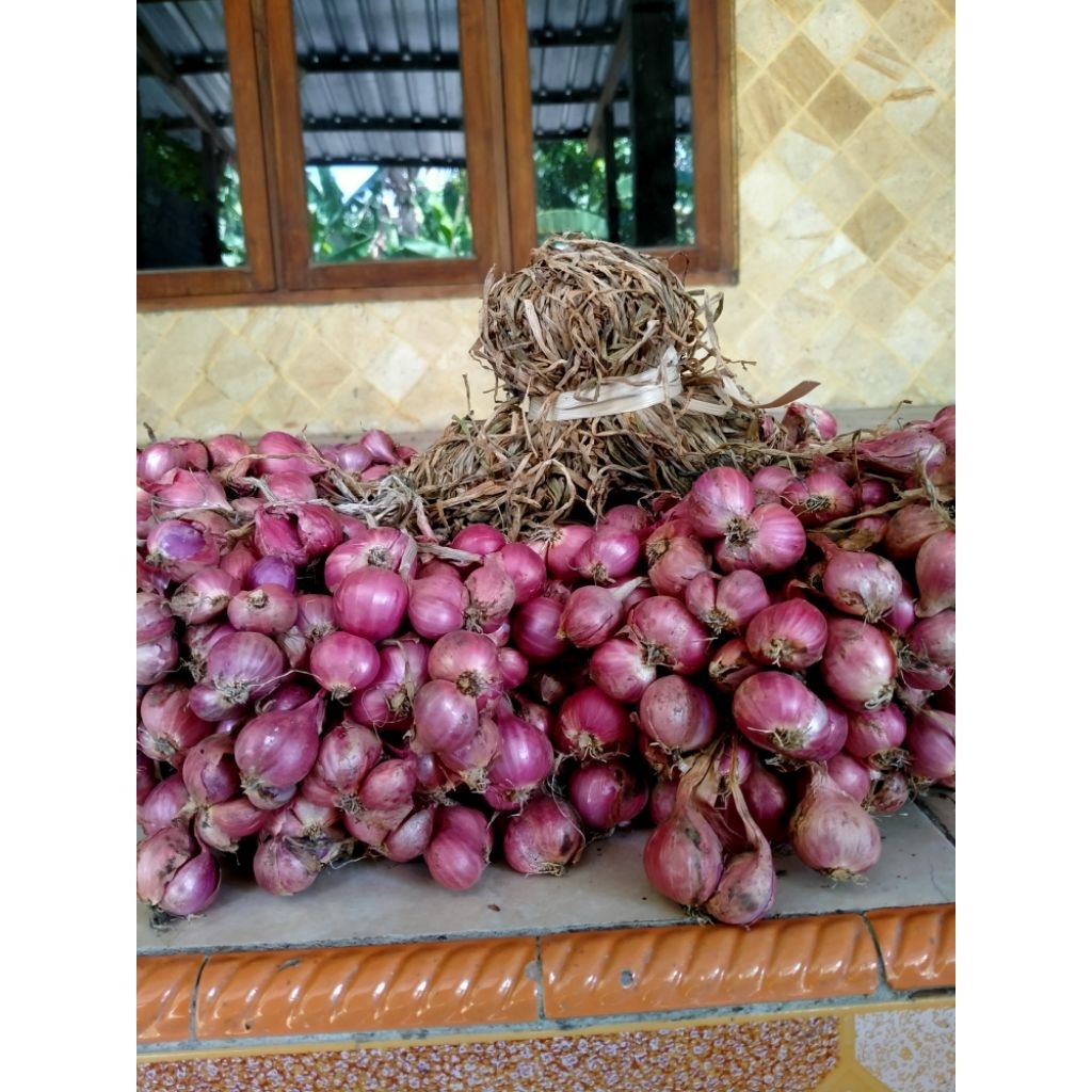 

BIBIT BAWANGMERAH THAJUK (PREMIUM ) - BIBIT BAWANGMERAH NGANJUK - CALON BIBIT BULAN 11