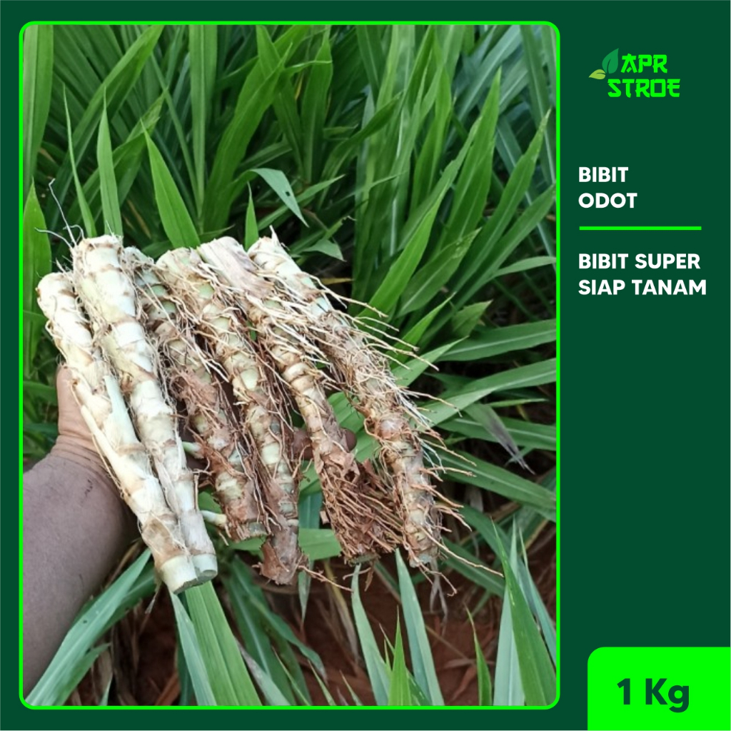 Bibit Odot Bibit Odot Pakan Ternak Hewan 1 Kg Rumput Odot