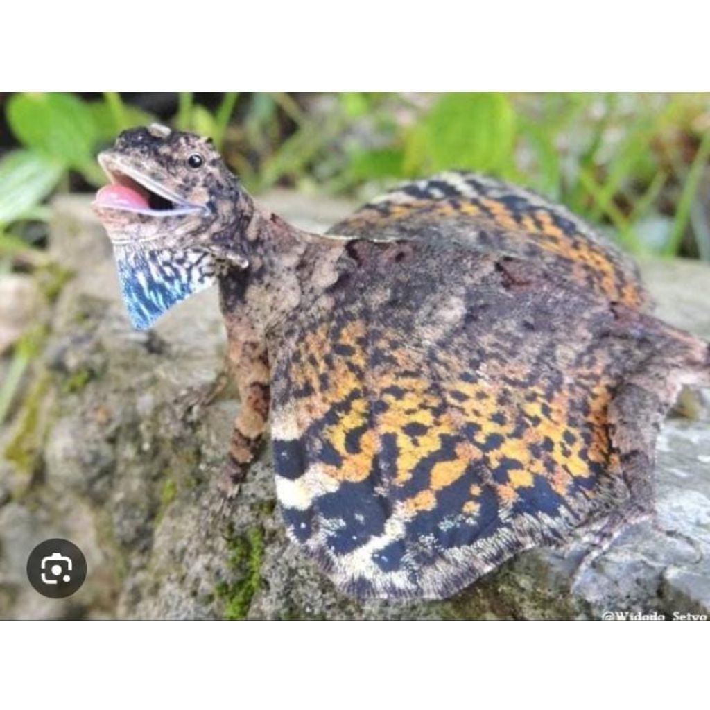 Tlarap Cicak Terbang Murah Hidup Banyak Manfaat Termurah