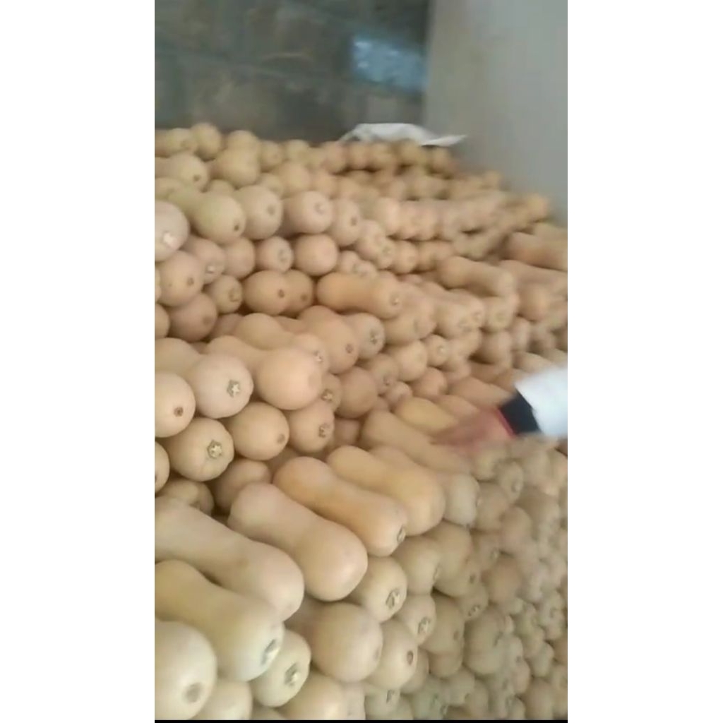 

Labu Madu Labu Butternut kualitas ekspor